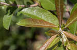 Prairie willow